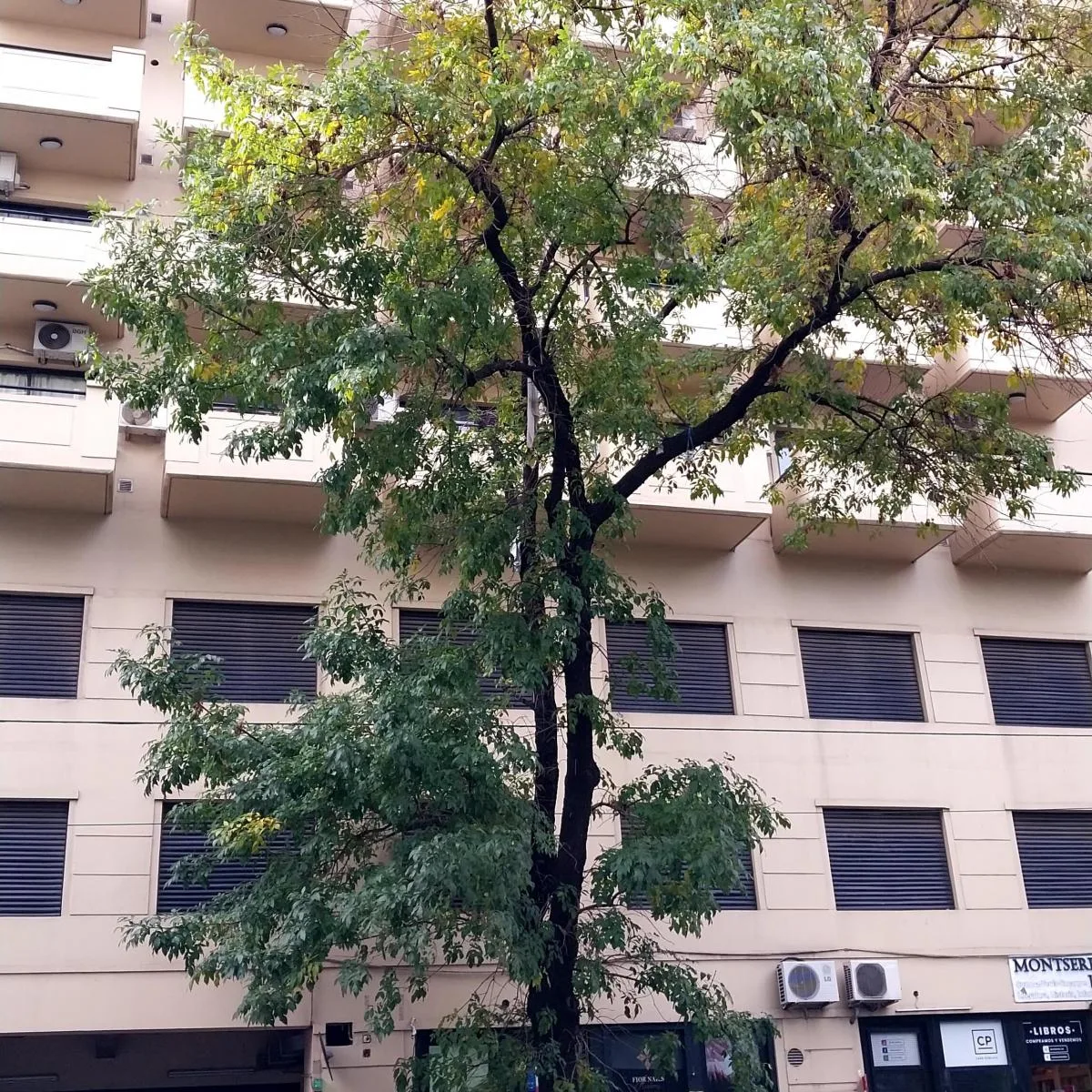 Квартира-студия в Monserrat, 27 m²