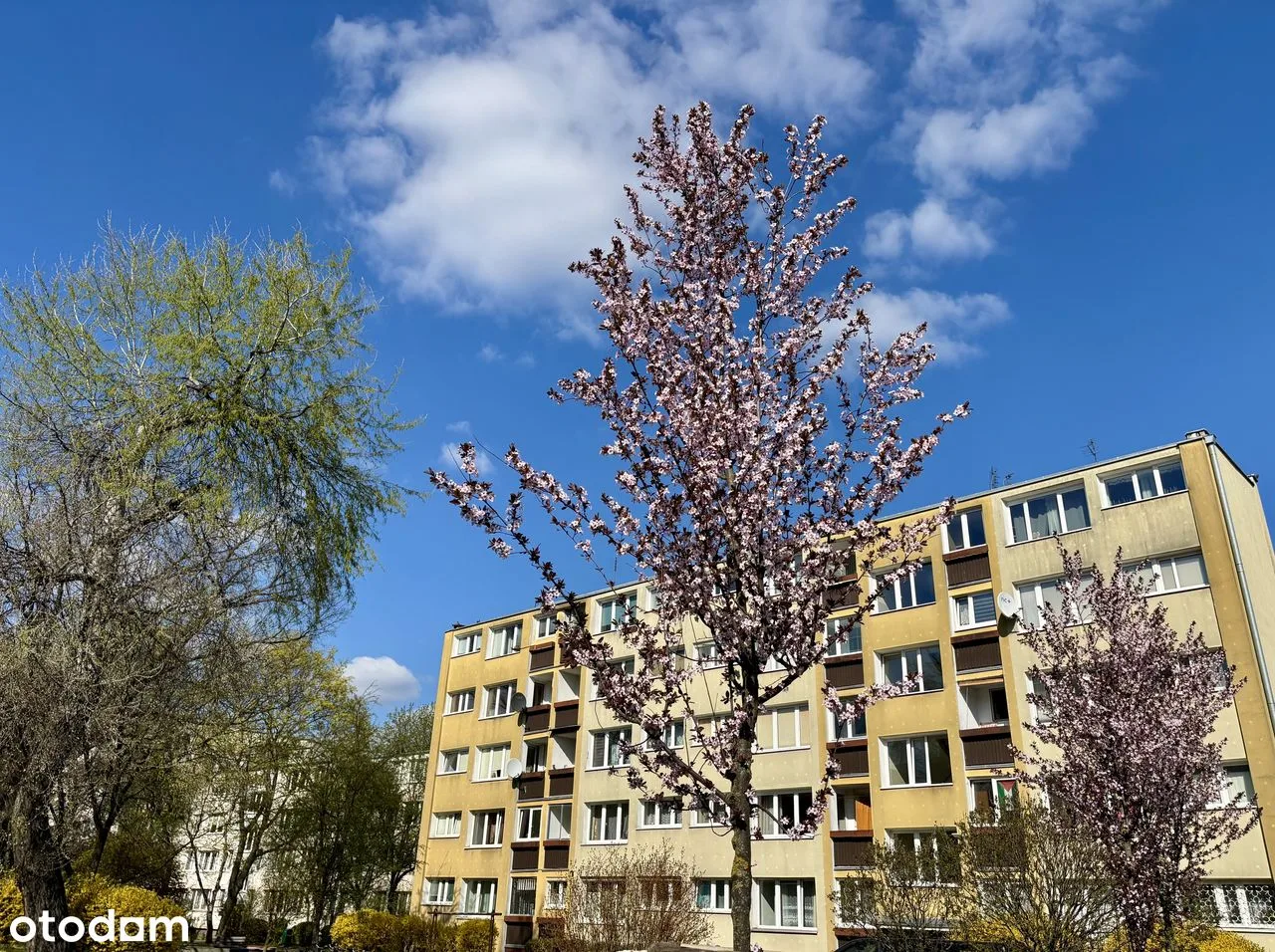 Saska Kępa, Brazylisjka
